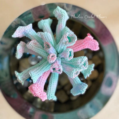 Trumpet Pinky Echeveria Succulent