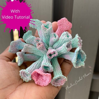 Trumpet Pinky Echeveria Succulent