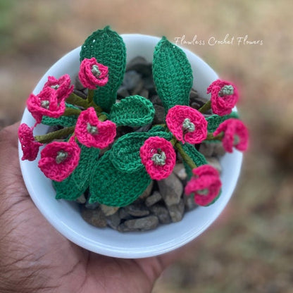 Crown Of Thorns Euphorbia