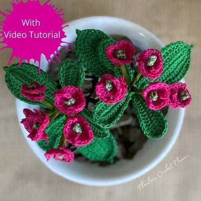 Crown Of Thorns Euphorbia