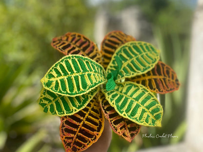 Crochet Croton Petra
