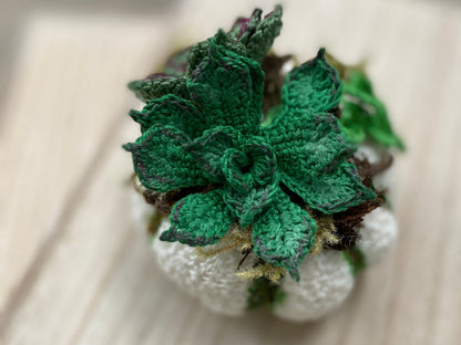 Crochet Pumpkin Succulents